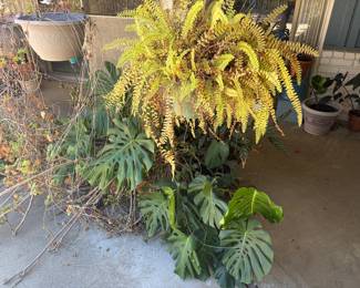 Potted Plants: Swiss Cheese Plant