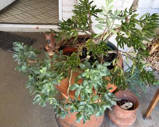 Jade Potted Plant