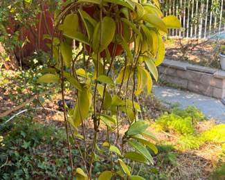Potted Plants: Wax Plant