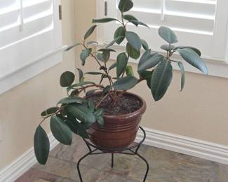 Lot #19 - Ficus Rubber Plant in Brown Ceramic Plant Pot on Black Metal Plant Stand
