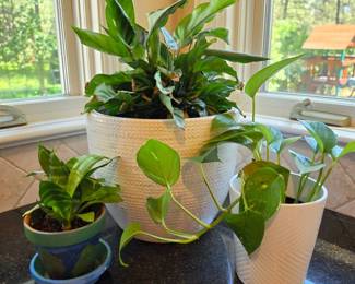 Lot #77 - Selection of Plants in Ceramic Planters