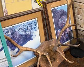 Large Elk Antler Rack