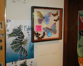 Butterfly taxidermy