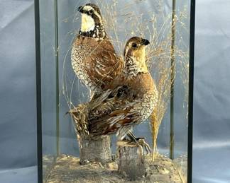 Quail Taxidermy In Glass Display, Approx 13" x 9.5" 
