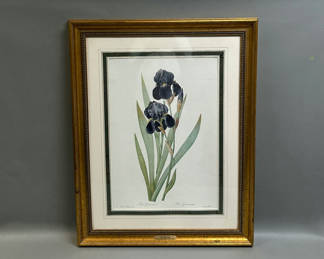 Lot 32: Botanical Iris Lithograph 