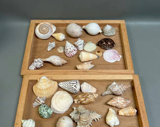 Lot 10: Assorted Seashells 