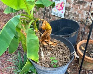 Live Banana Plant in Galvanized Wash Tub Planter This established banana plant stands roughly three feet tall in a large galvanized metal wash tub filled with bark mulch, showing multiple green leaf shoots from a healthy central trunk. Banana plants are a popular tropical landscape accent in central Arkansas yards and can overwinter with proper mulch and root protection. The vintage galvanized wash tub doubles as a rustic farmhouse planter with curb appeal on its own. Sold as a live plant — condition at pickup may vary with season and weather.