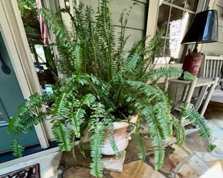 Large Boston fern in terracotta planter pot