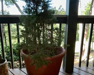 Large terracotta planter pot with juniper tree, metal stand