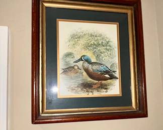 Framed antique duck bird print, gilt wood frame