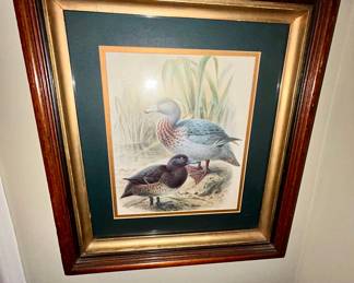 Framed antique duck bird print, gilt wood frame
