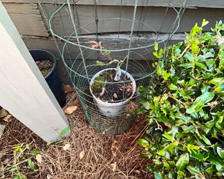 Wire tomato cage plant support, with small potted seedling