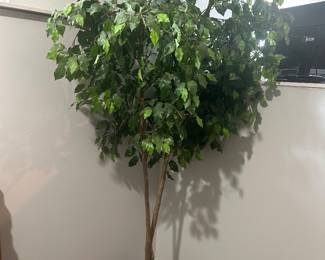 Fica Tree