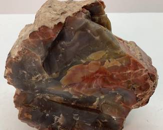 Petrified Wood Specimen