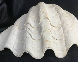 Giant Clam 1/2 Clam Shell