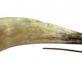 22" Polished Natural Animal Horn