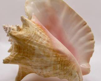 Large Pink Queen Conch Seashell