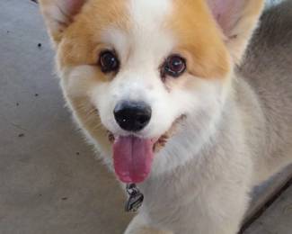 ziggy