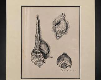 Framed Signed Shell Illustration