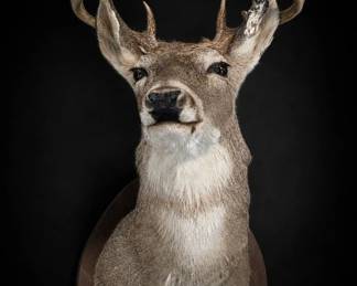 Mounted Deer Head Taxidermy