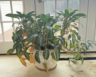 Aglaonema 'Silver Bay' in Vintage Grape & Vine Ceramic Planter