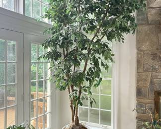 Artificial Ficus Tree in White Ceramic Planter