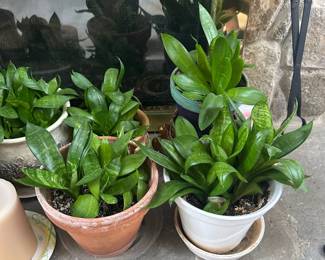 Sansevieria trifasciata 'Hahnii' (Bird's Nest Snake Plant)