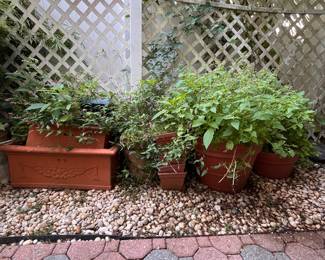 Seriously, a lot of plants that need new homes