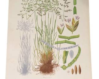 Vintage European Botanical Chart
