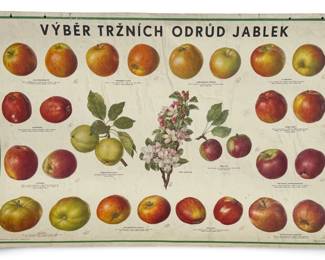 Vintage European Educational Chart, Apple Botanicals