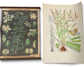 Two Vintage European Botanical Charts
