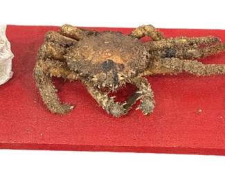 Spider Crab Taxidermy and Seashells