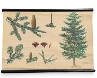 Vintage European Educational Chart, Pine Tree