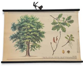 Vintage European Educational Chart, Oak Tree