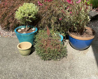 Lot 160: 4 Ceramic Pots, 3 With Live Plants