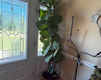 Fiddle leaf Fig 