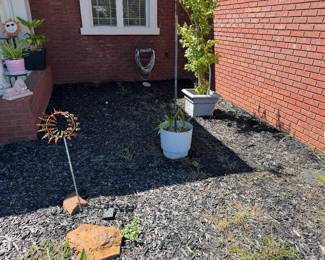 Japanese Maple Will be sold