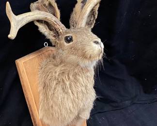 VTG. JACKALOPE TAXIDERMY MOUNT ON WOODEN DISPLAY PLAQUE. ANTLERS ON RABBITS POPULARIZED IN WYOMING 1930s