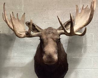  LARGE NORTH AMERICAN MOOSE TAXIDERMY SHOULDER MOUNT, 58in WIDE AT ANTLERS, 36in HEIGHT TOP TO BOTTOM, MOOSE HEAD IS 27in LONG. BROAD FLAT ANTLER PADDLES WITH PROMINENT BROW TINES, ITEM IS IN GOOD DISPLAY CONDITION, PIECE IS AVAILABLE FOR PICKUP OR PRIVATE LOGISTICS COMPANY FOR FREIGHT DELIVERY