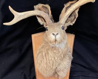 VTG. JACKALOPE TAXIDERMY MOUNT ON WOODEN DISPLAY PLAQUE. ANTLERS ON RABBITS POPULARIZED IN WYOMING 1930s