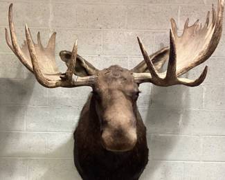  LARGE NORTH AMERICAN MOOSE TAXIDERMY SHOULDER MOUNT, 58in WIDE AT ANTLERS, 36in HEIGHT TOP TO BOTTOM, MOOSE HEAD IS 27in LONG. BROAD FLAT ANTLER PADDLES WITH PROMINENT BROW TINES, ITEM IS IN GOOD DISPLAY CONDITION, PIECE IS AVAILABLE FOR PICKUP OR PRIVATE LOGISTICS COMPANY FOR FREIGHT DELIVERY