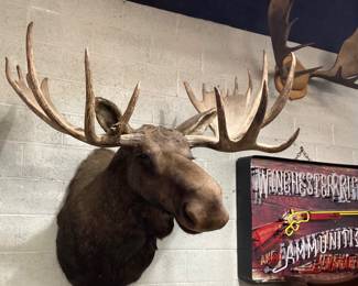  LARGE NORTH AMERICAN MOOSE TAXIDERMY SHOULDER MOUNT, 58in WIDE AT ANTLERS, 36in HEIGHT TOP TO BOTTOM, MOOSE HEAD IS 27in LONG. BROAD FLAT ANTLER PADDLES WITH PROMINENT BROW TINES, ITEM IS IN GOOD DISPLAY CONDITION, PIECE IS AVAILABLE FOR PICKUP OR PRIVATE LOGISTICS COMPANY FOR FREIGHT DELIVERY