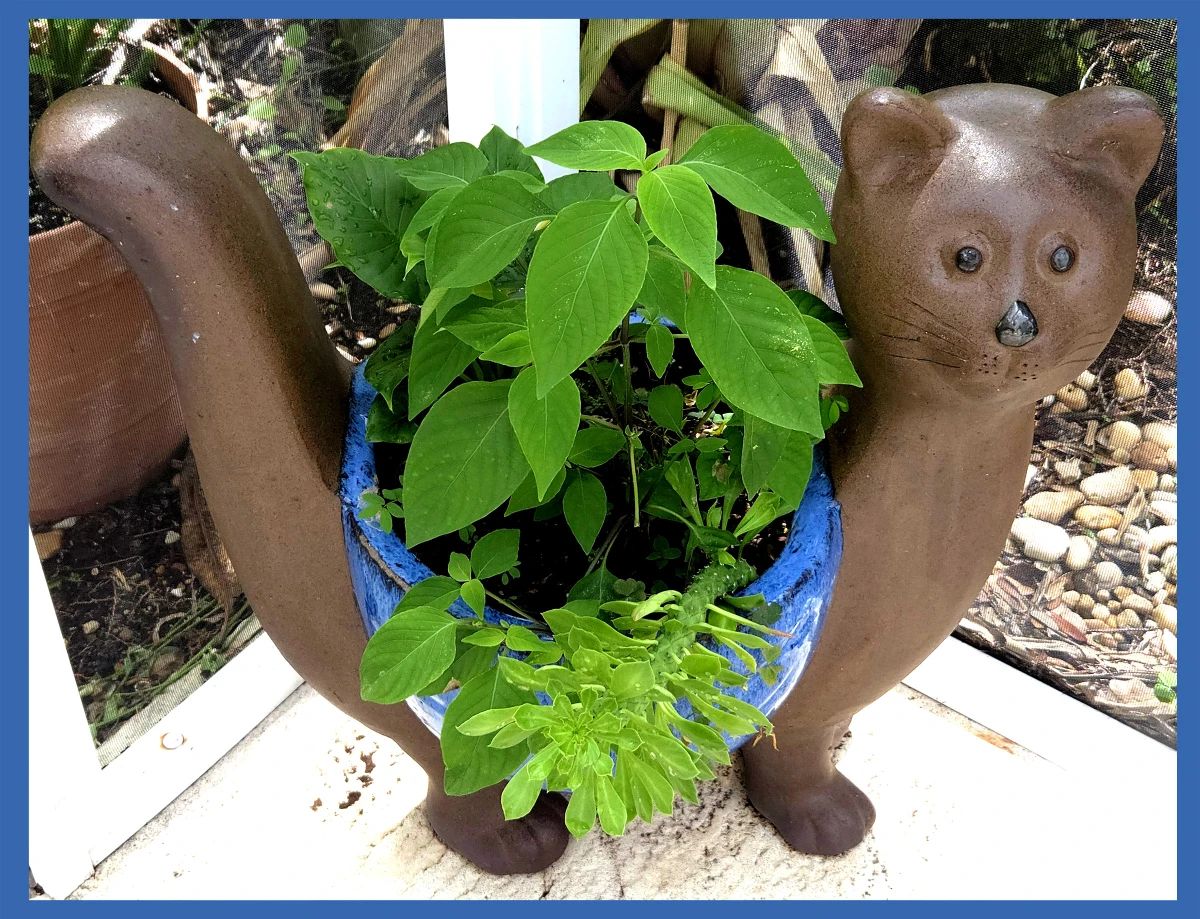Adorable Cat Planter; The Yard is FULL of Plants, Planters & Yard Art