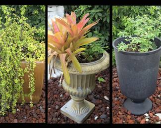 Beautiful Plants Everywhere