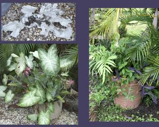 Lots of Plants and Planters