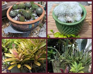 Lots of Lovely Succulents Cacti and More