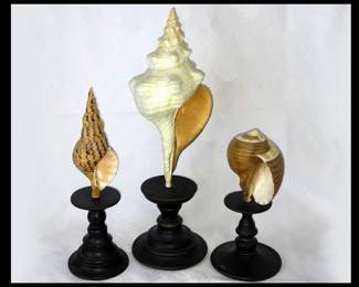 Decorative Shell Sculptures