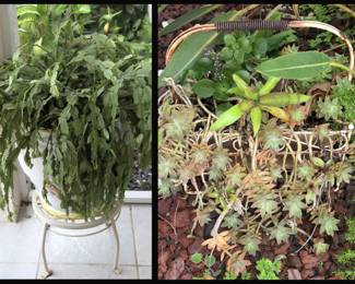 Large Christmas Cactus and Old Metal Basket Full of Succulents