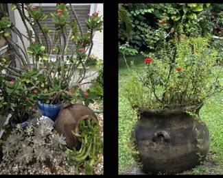 Desert Rose, Succulents, Cactus and HUGE Planter