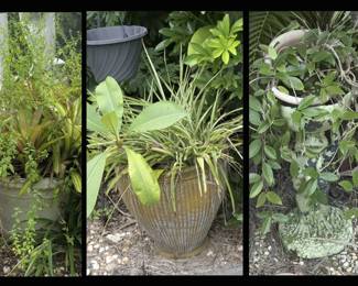 Plants including a Frog Holding a Pot